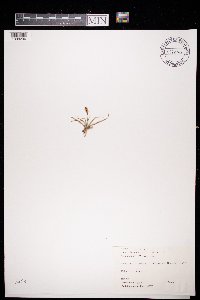 Carex panicea image