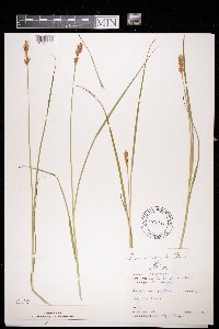 Carex disticha image