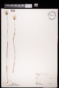 thumbnail image of current specimen