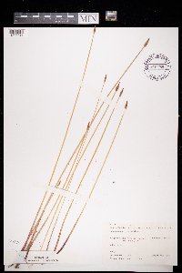 Eleocharis palustris image