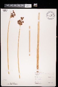 Media resource of Schoenoplectus tabernaemontani