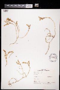 Sedum acre image