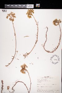 Sedum rupestre image