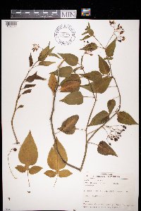 Solanum dulcamara image