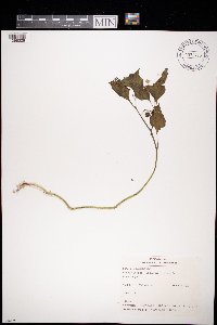 Solanum nigrum image