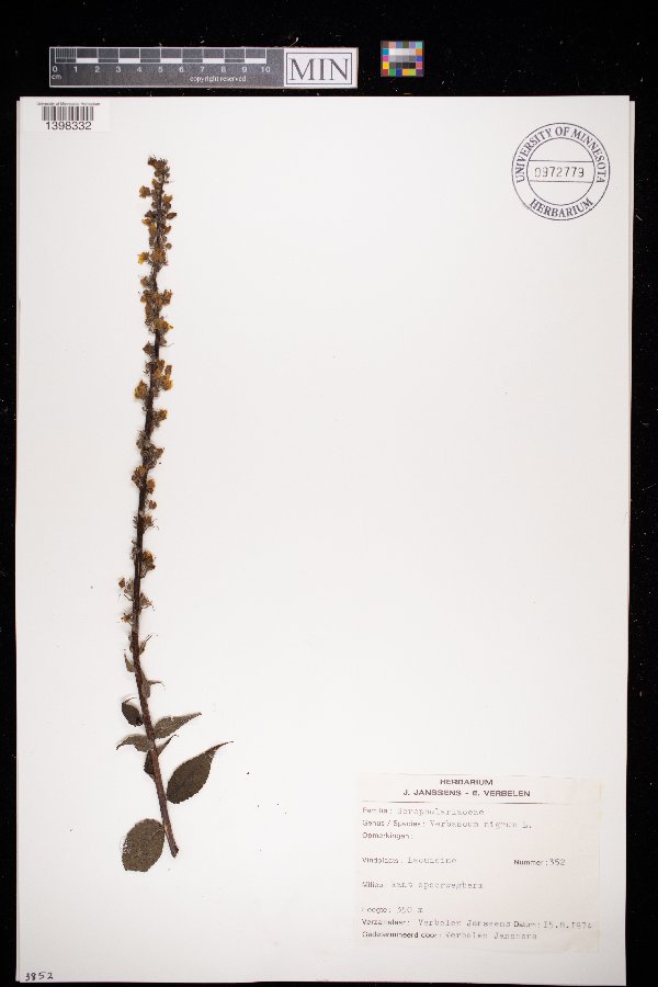 Verbascum nigrum image