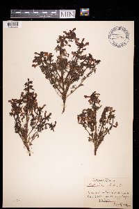 Pedicularis palustris image