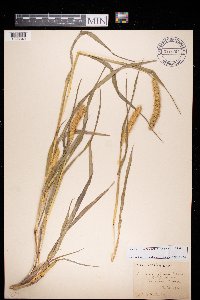 Setaria pumila subsp. pumila image