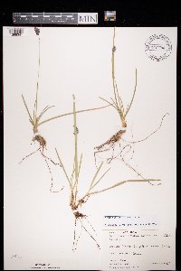 Media resource of Sesleria caerulea