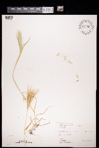 Hordeum murinum image
