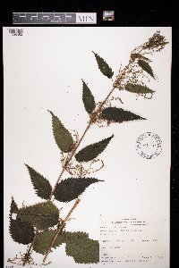 Urtica dioica image