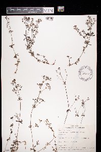 Image of Galium pumilum