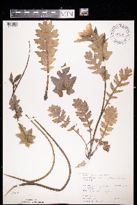 Glaucium corniculatum image