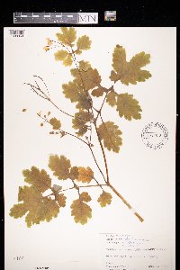 Chelidonium majus image