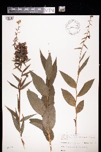 Epipactis helleborine image