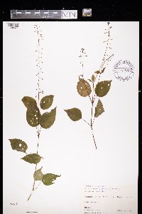 Circaea lutetiana image