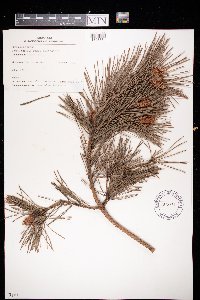Pinus sylvestris image