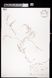 Stuckenia pectinata image