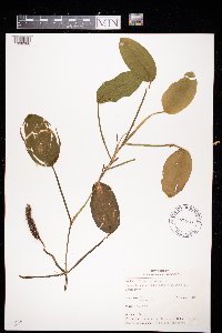 Potamogeton natans image