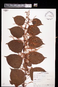 Fallopia japonica image