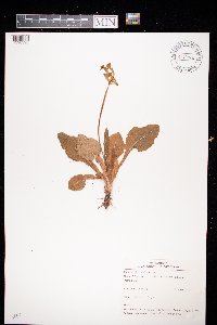 Primula elatior image