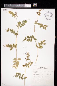 Image Associated With the Occurrence