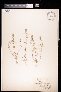 Veronica arvensis image