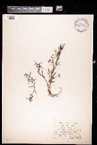 Veronica scutellata image