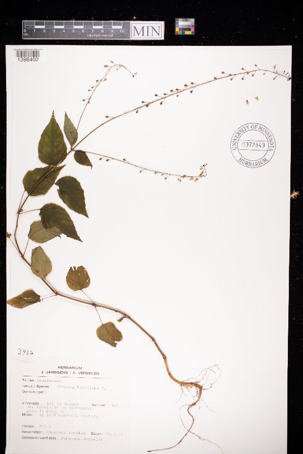 Circaea lutetiana image