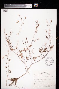 Erodium cicutarium image