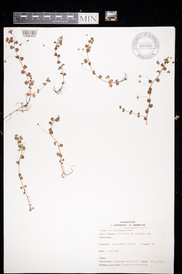 Veronica filiformis image