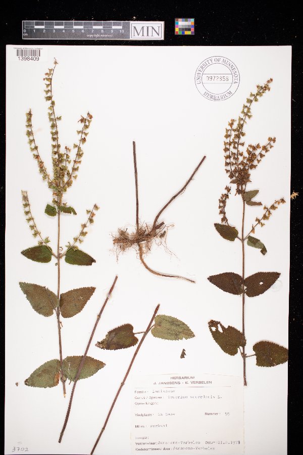 Teucrium scordium image