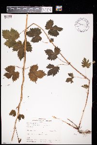 Humulus lupulus image
