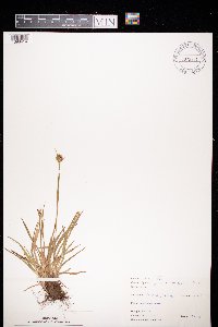 Luzula multiflora image