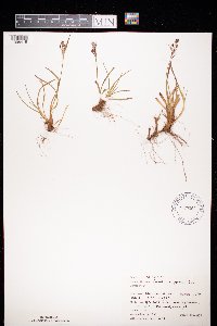 Luzula multiflora image