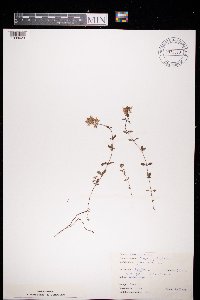 Thymus pulegioides image