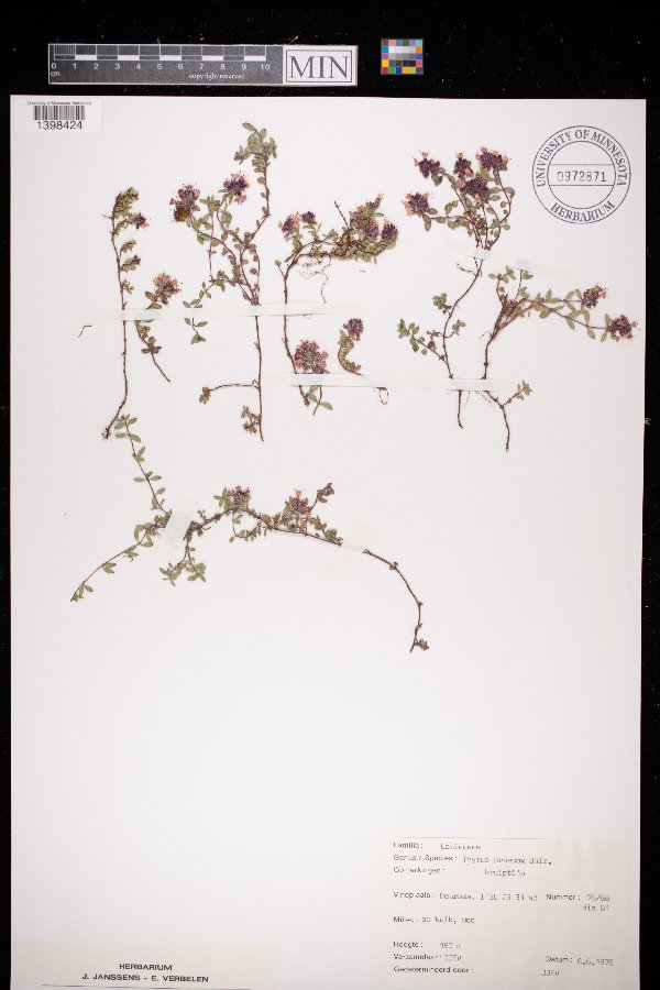 Thymus praecox image