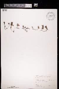 Thymus praecox image