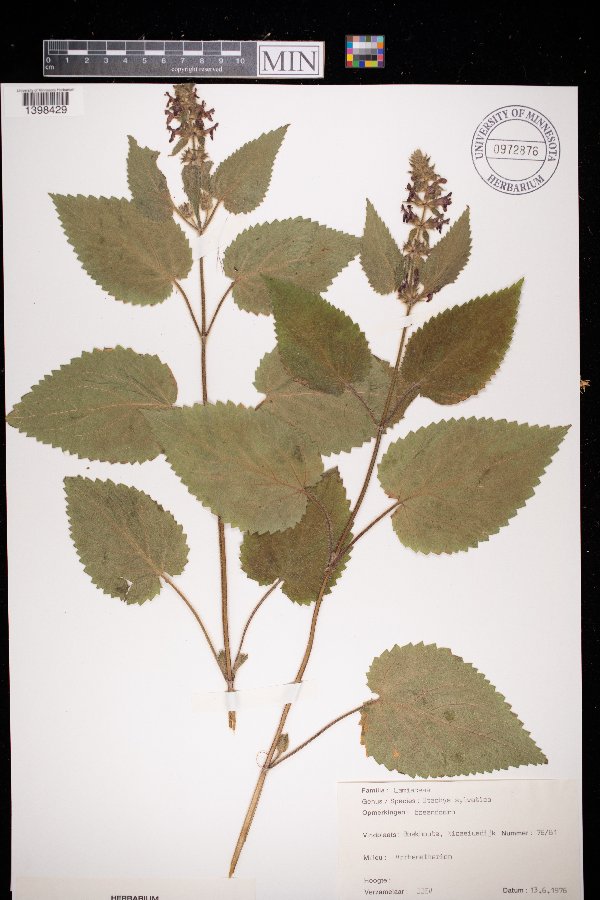 Stachys sylvatica image