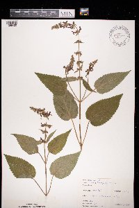 Stachys sylvatica image