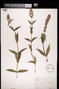 Stachys palustris image