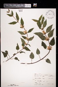 Lamium galeobdolon image