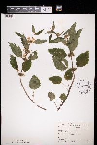 Lamium galeobdolon image