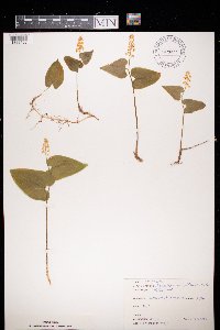 Maianthemum bifolium image