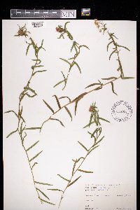 Achillea ptarmica image