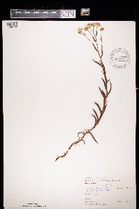 Achillea ptarmica image