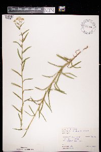 Achillea ptarmica image