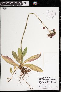 Hieracium aurantiacum image