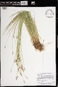 Carex interior image