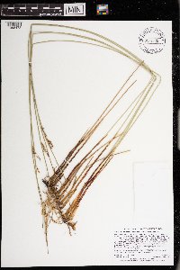 Juncus arcticus var. balticus image